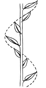 Figure 69: (a) Phyllotaxis. If p is the number of turns of the helix and q is the number of stems passed, then p
	/q expresses leaf distribution. Both the numerator and the denominator of this fraction are always members of the Fibonacci series