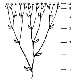 Figure 70: (b) Sneezewort (Achillea ptarmica)