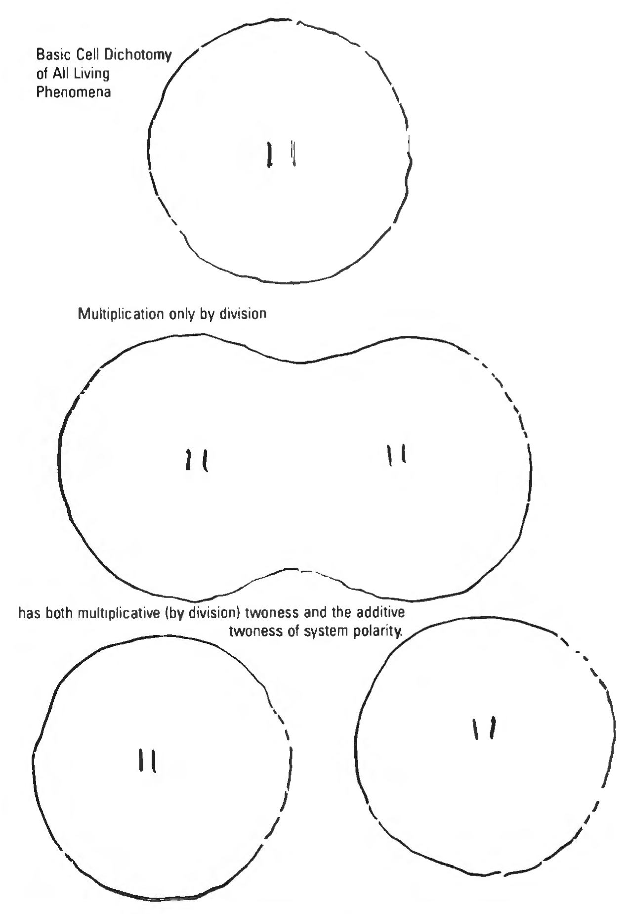 Figure 33: Basic dichotomy of all living phenomena.