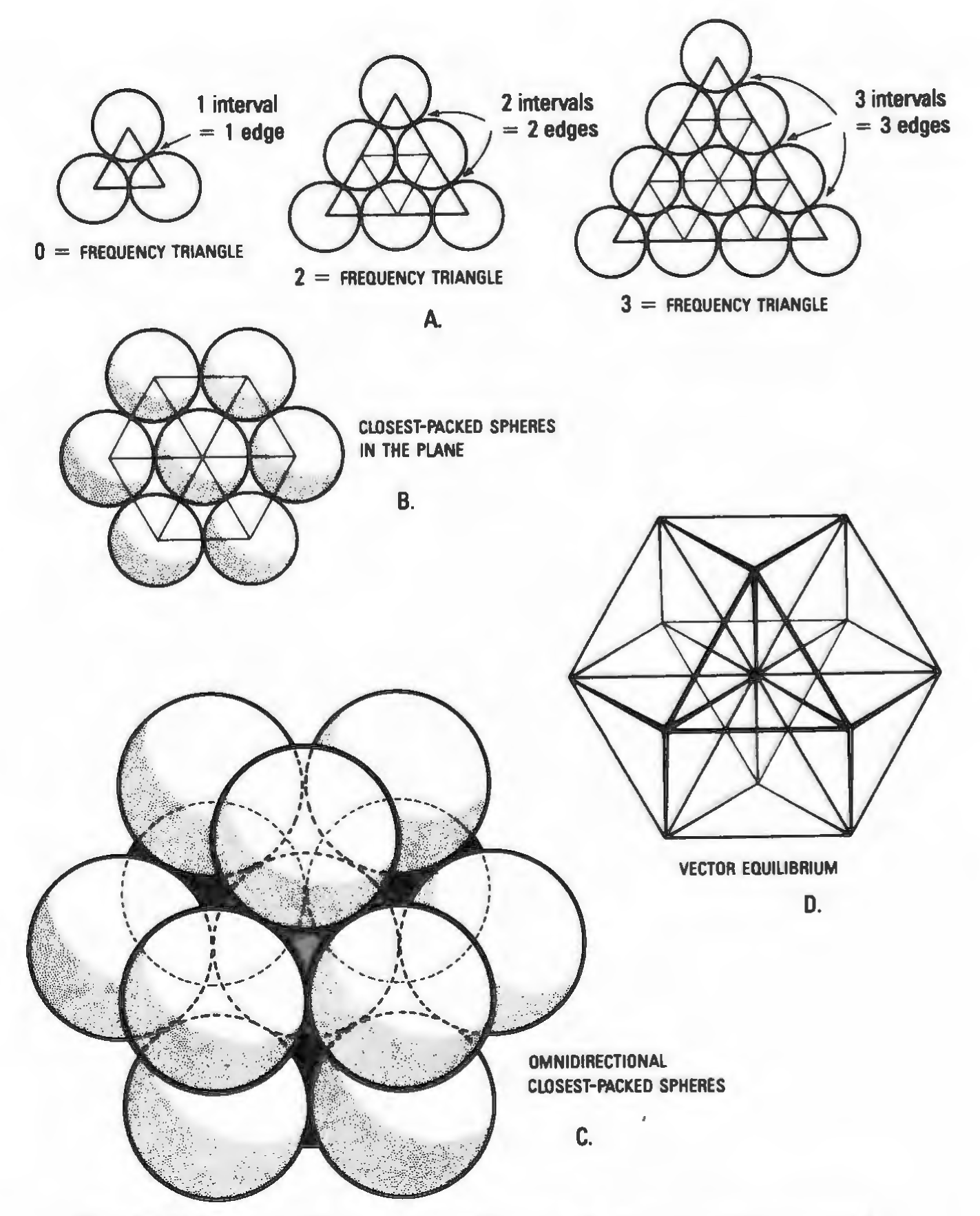 Figure 54: Vector equilibrium: omnidirectional closest packing around a nucleus. Triangles can be subdivided into greater and greater numbers of similar units. The number of modular subdivisions along any edge can be referred to as the frequency of a given triangle. In triangular grids each vertex may be expanded to become a circle or sphere showing the inherent relationship between closest-packed spheres and triangulation. The frequency of triangular arrays of spheres in the plane is determined by counting the number of intervals (A) rather than the number of spheres on a given edge. In the case of concentric packages or spheres around a nucleus the frequency of a given system can either be the edge subdivision or the number of concentric shells or layers. Concentric packings in the plane give rise to hexagonal arrays (B), and omnidirectional closest packing or an equal sphere around a nucleus (C) gives rise to the vector equilibrium (D).