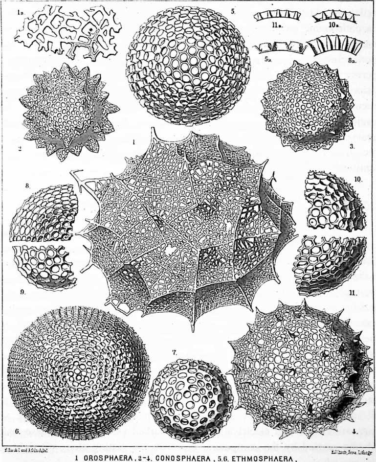 Figure 10: Fig. 203.09 Examples of Geodesic Design in Nature.
